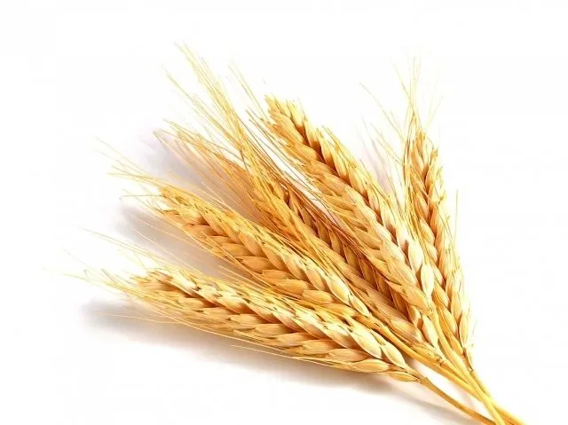 фотография продукта Рис, кукурузу, пшеница, соя, ячмень